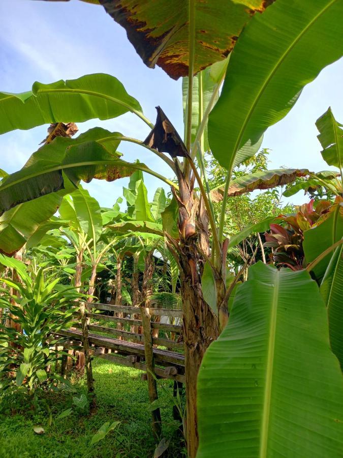 Banana Grove El Nido Hotel Bagian luar foto