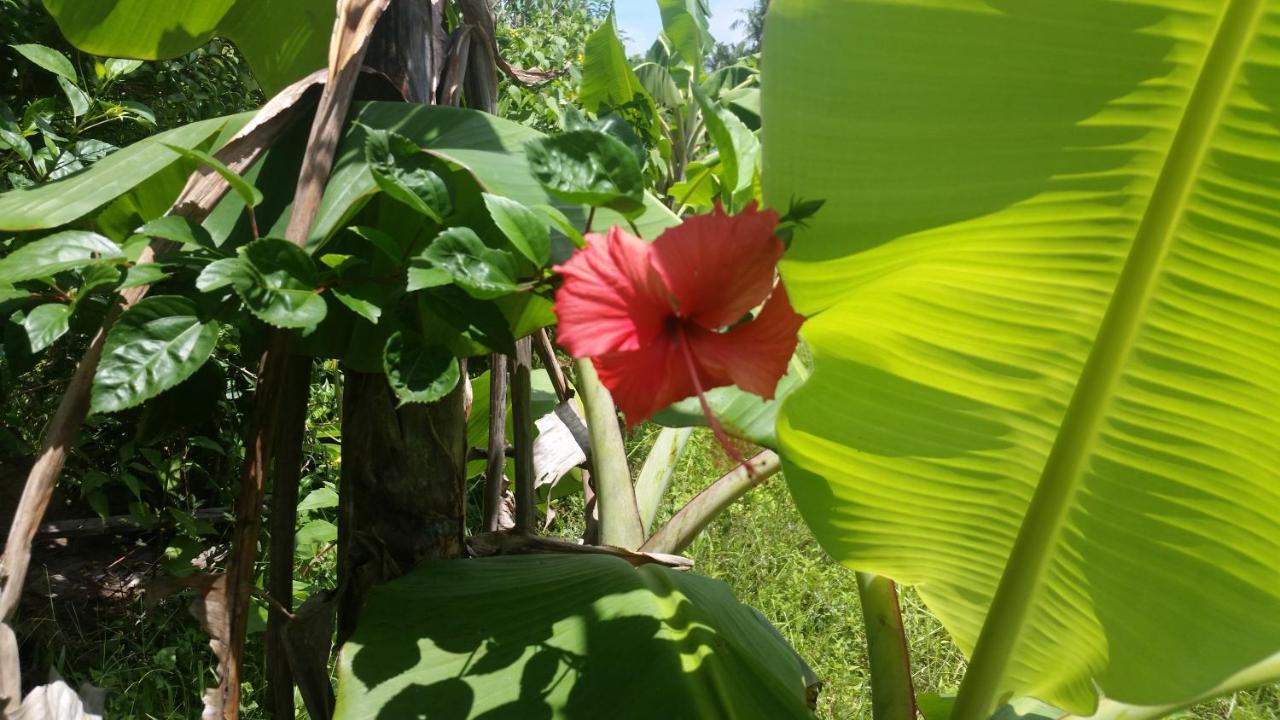 Banana Grove El Nido Hotel Bagian luar foto